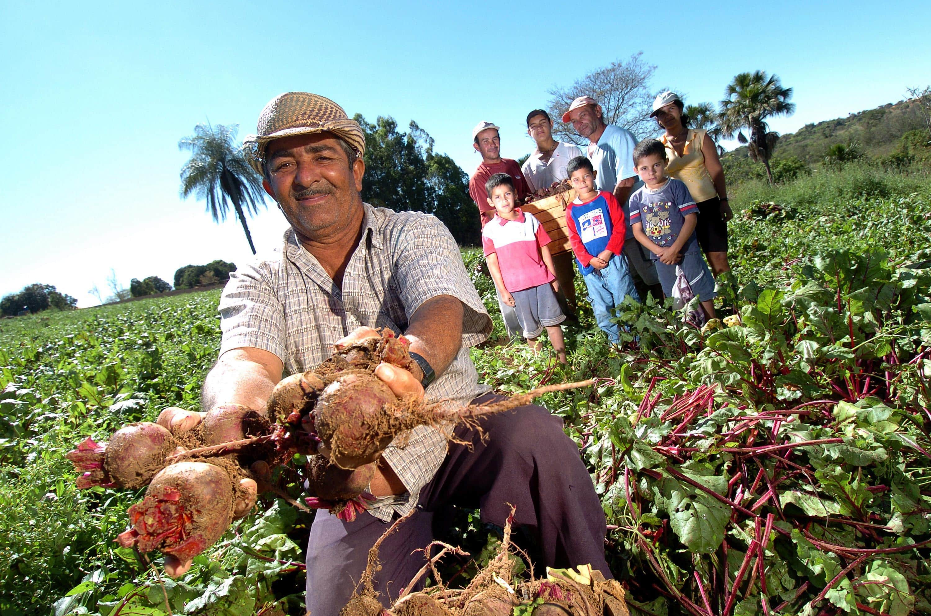 Família de produtores rurais reunida, colhendo beterraba juntos na roça