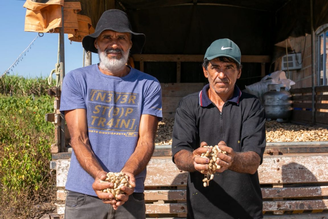 Mãos de produtores rurais segurando amendoim recém-colhido